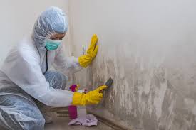 Best Asbestos and Lead Testing During Mold Inspection  in Black Hammock, FL